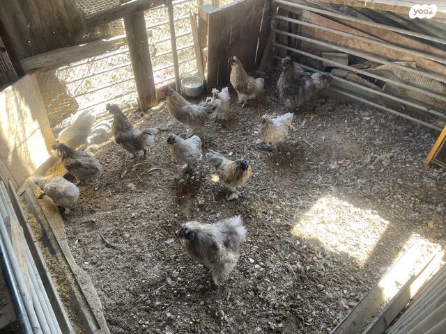 תמונת מודעה - חיות מחמד