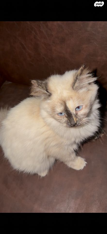 תמונת מודעה - חיות מחמד