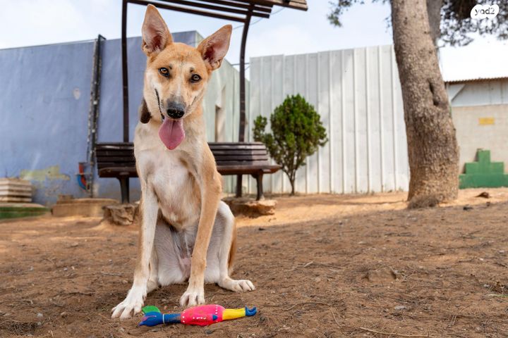 תמונת מודעה - חיות מחמד