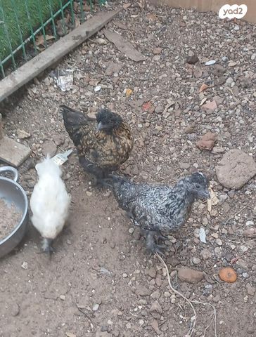 תמונת מודעה - חיות מחמד