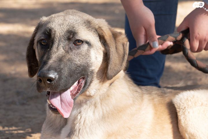 תמונת מודעה - חיות מחמד