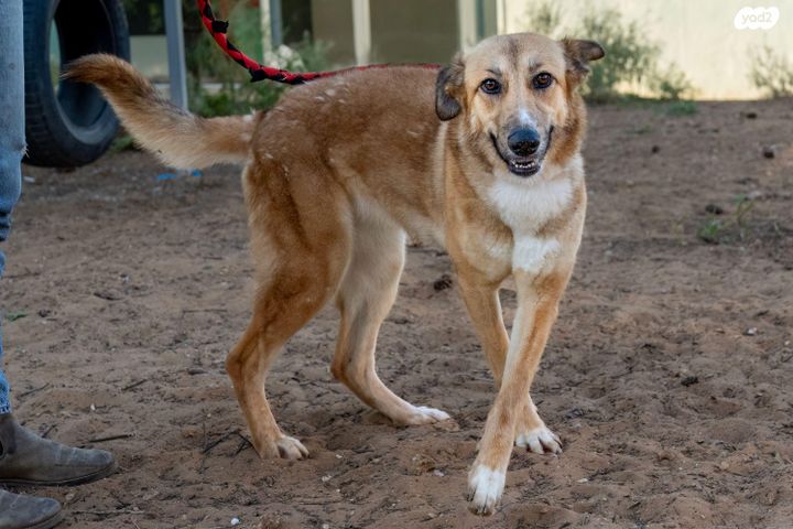 תמונת מודעה - חיות מחמד