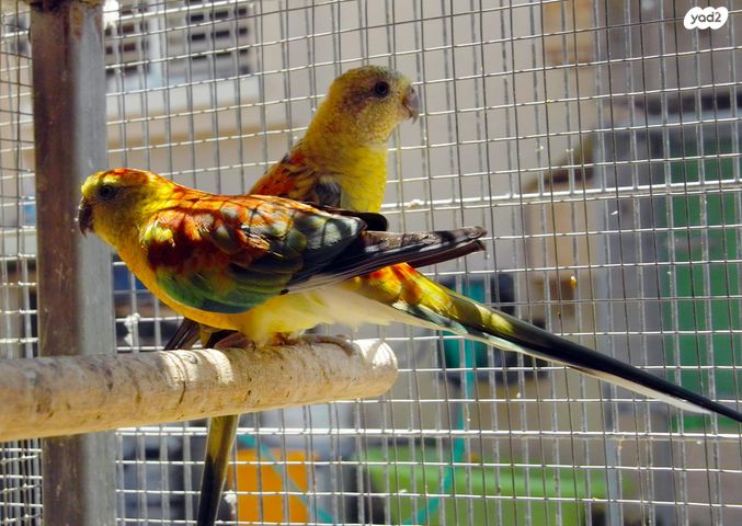 תוכי פרקיטים אוסטרלים