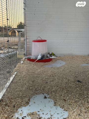 תמונת מודעה - חיות מחמד