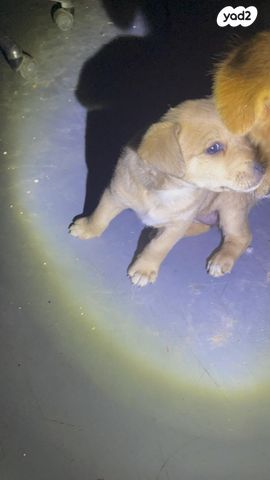 כלב רועה בלגי