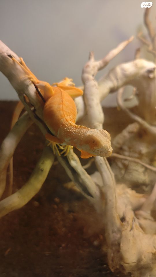 זוחל איגואנה