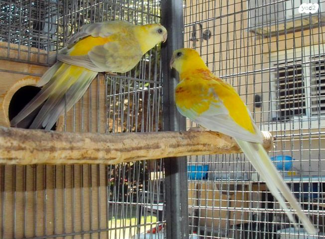 תוכי פרקיטים אוסטרלים