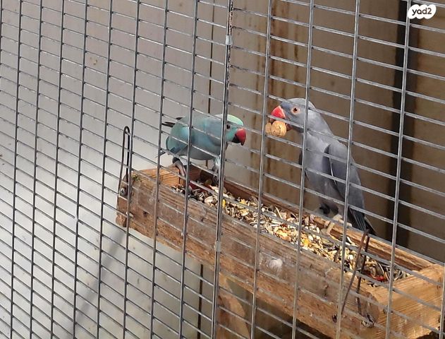 תוכי פרקיטים אוסטרלים