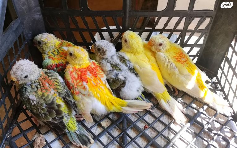 תוכי פרקיטים אוסטרלים