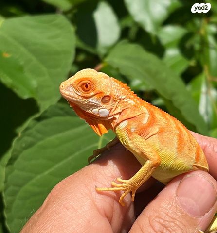 זוחל איגואנה