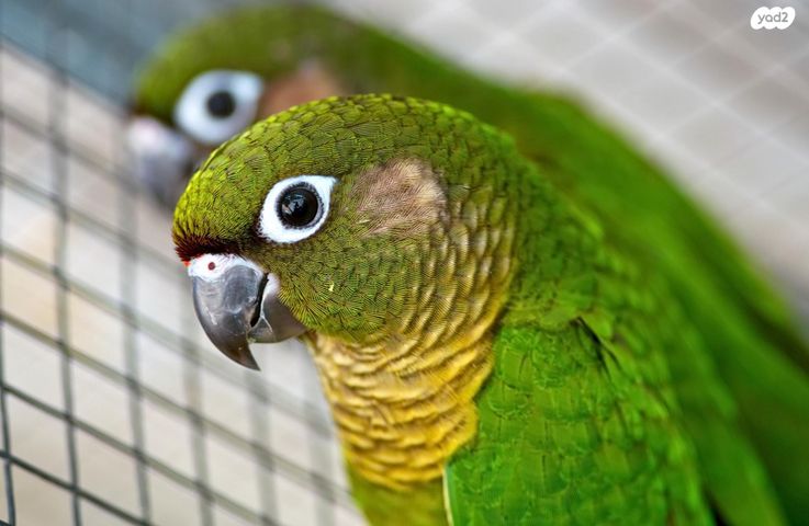 תוכי ג'רדין