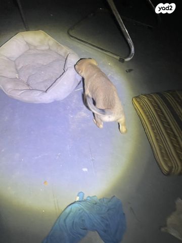 כלב רועה בלגי