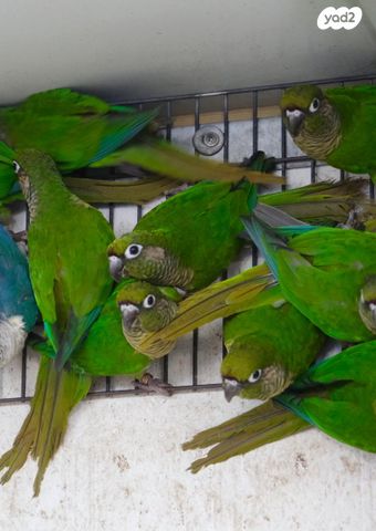 תוכי ג'רדין