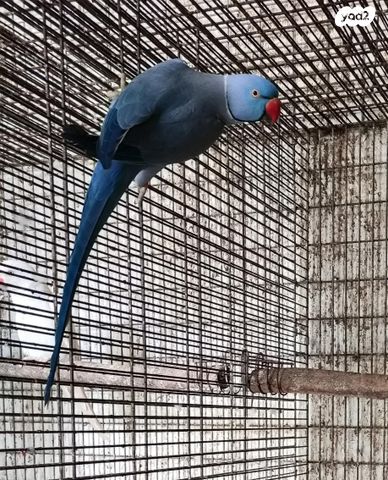 תוכי פרקיטים אוסטרלים