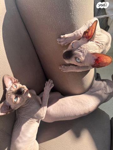 חתול ספינקס