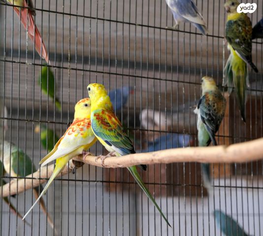 תוכי פרקיטים אוסטרלים