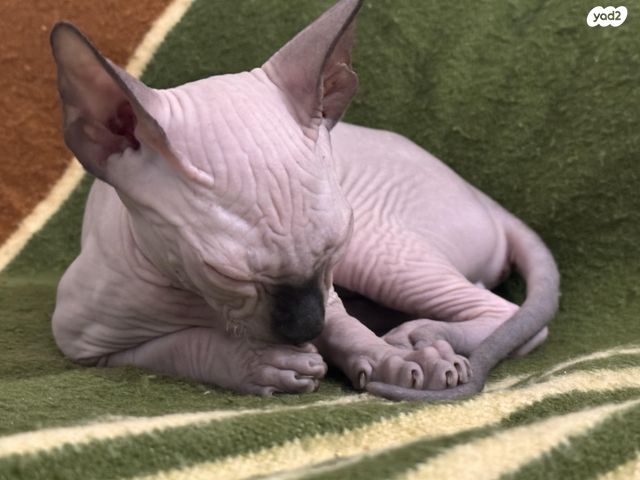 חתול ספינקס