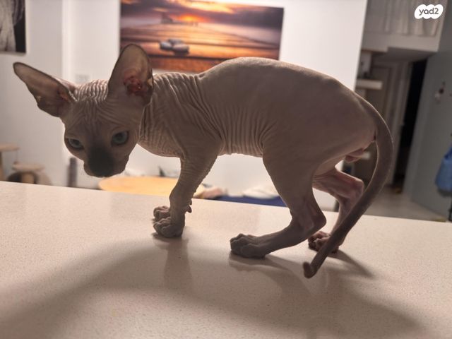 חתול ספינקס