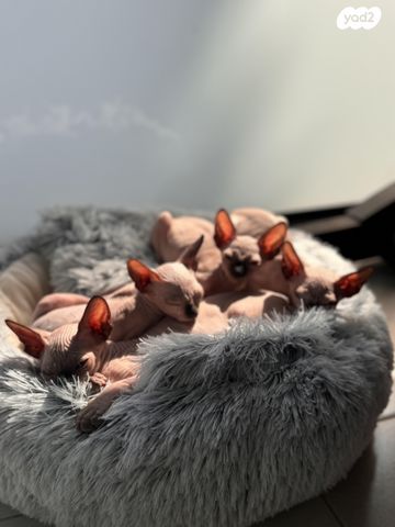 חתול ספינקס