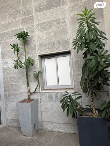 גג/ פנטהאוז, יגאל מוסינזון, תל ברוך, תל אביב יפו