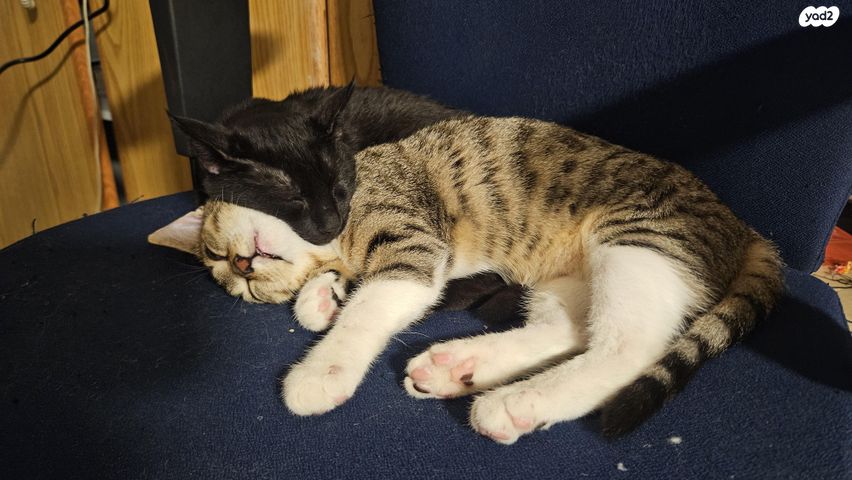 תמונת מודעה - חיות מחמד