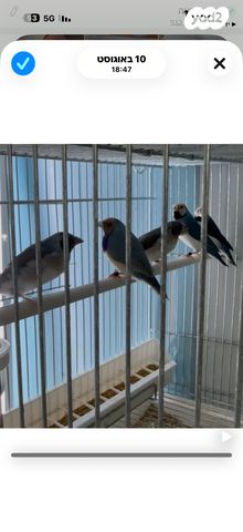 תמונת מודעה - חיות מחמד