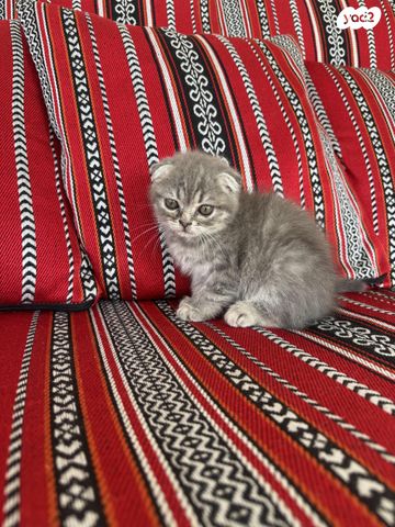 תמונת מודעה - חיות מחמד