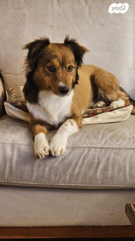 תמונת מודעה - חיות מחמד