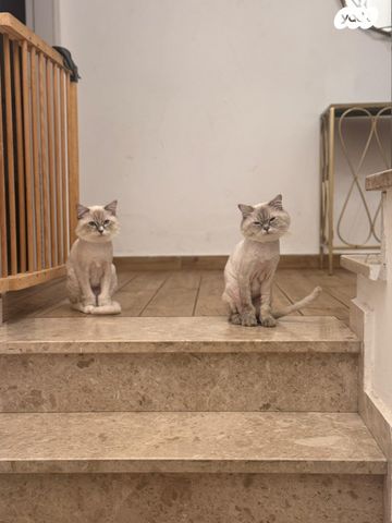 תמונת מודעה - חיות מחמד