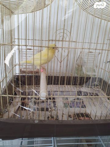 תמונת מודעה - חיות מחמד