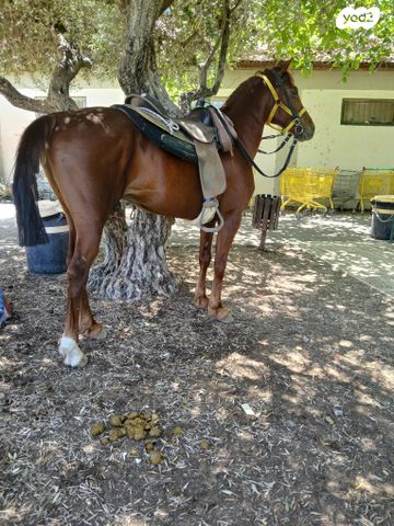 תמונת מודעה - חיות מחמד