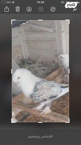 תמונת מודעה - חיות מחמד