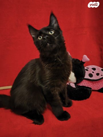 תמונת מודעה - חיות מחמד