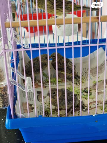 תמונת מודעה - חיות מחמד