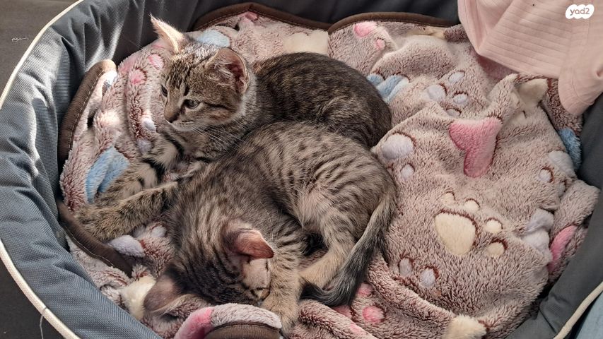 תמונת מודעה - חיות מחמד