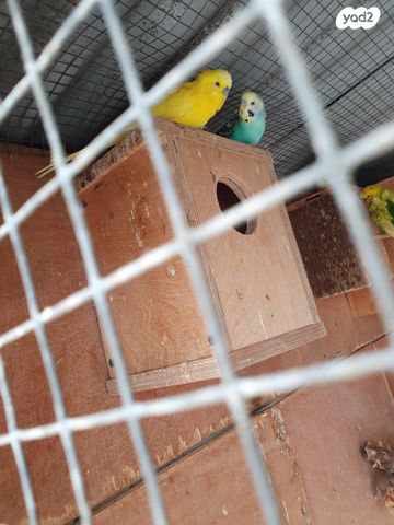 תמונת מודעה - חיות מחמד