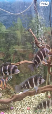 תמונת מודעה - חיות מחמד