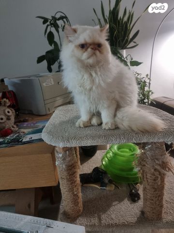 תמונת מודעה - חיות מחמד