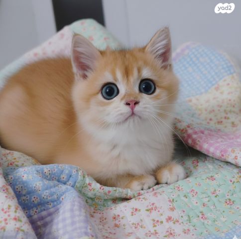 תמונת מודעה - חיות מחמד