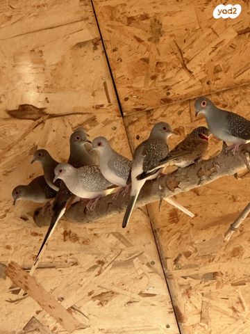 תמונת מודעה - חיות מחמד