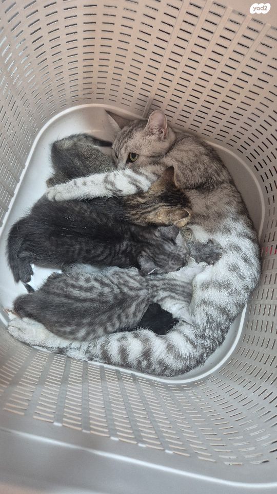 תמונת מודעה - חיות מחמד