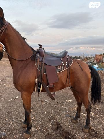 אביזרים | אוכף