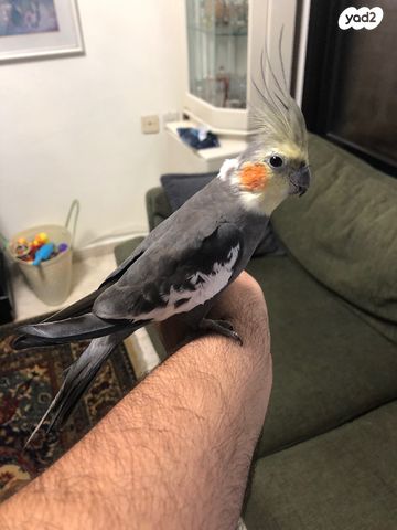 תוכי קוקוטייל