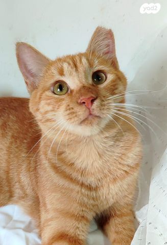 תמונת מודעה - חיות מחמד