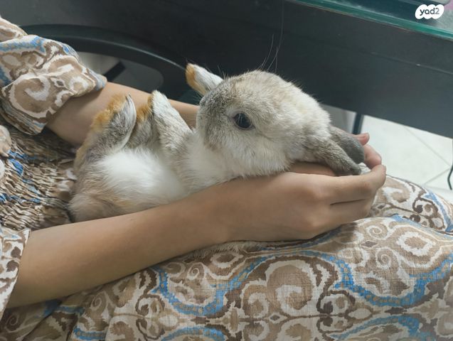 תמונת מודעה - חיות מחמד