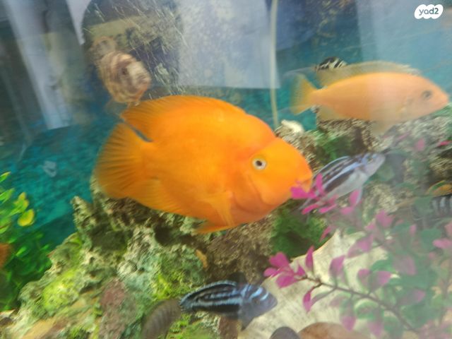 תמונת מודעה - חיות מחמד