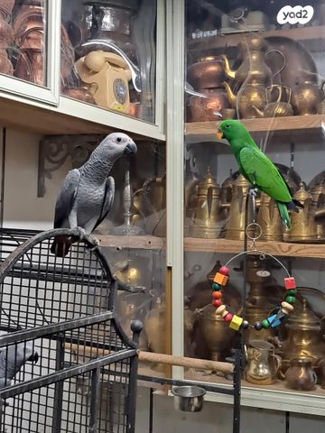 תמונת מודעה - חיות מחמד