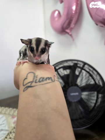 תמונת מודעה - חיות מחמד