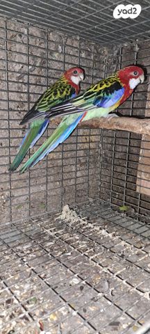 תמונת מודעה - חיות מחמד