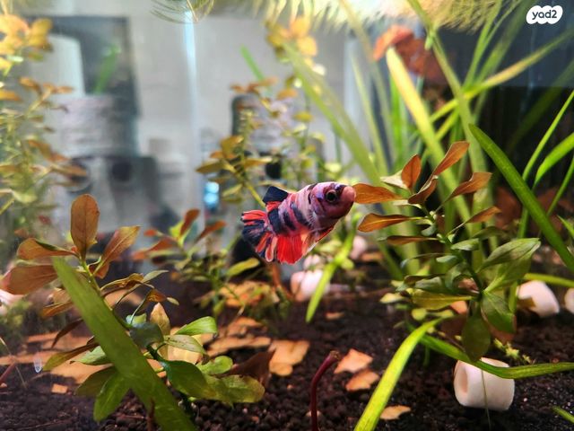 תמונת מודעה - חיות מחמד